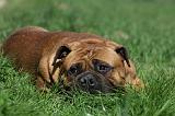 BULLMASTIFF 422